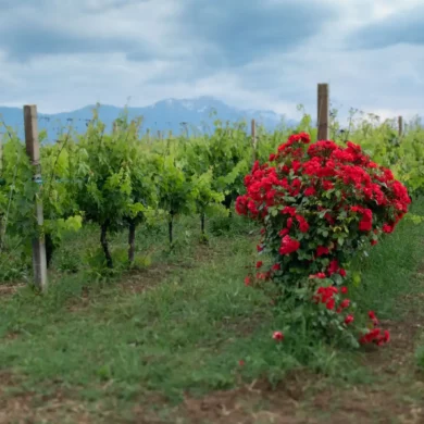 Roses bloom on the edge of a wine vineyard in Abruzzo, Italy