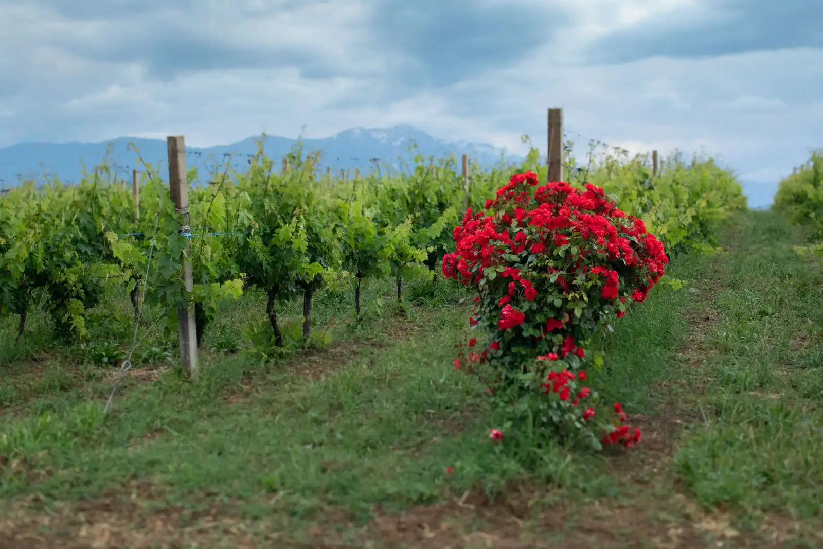 Roses bloom on the edge of a wine vineyard in Abruzzo, Italy