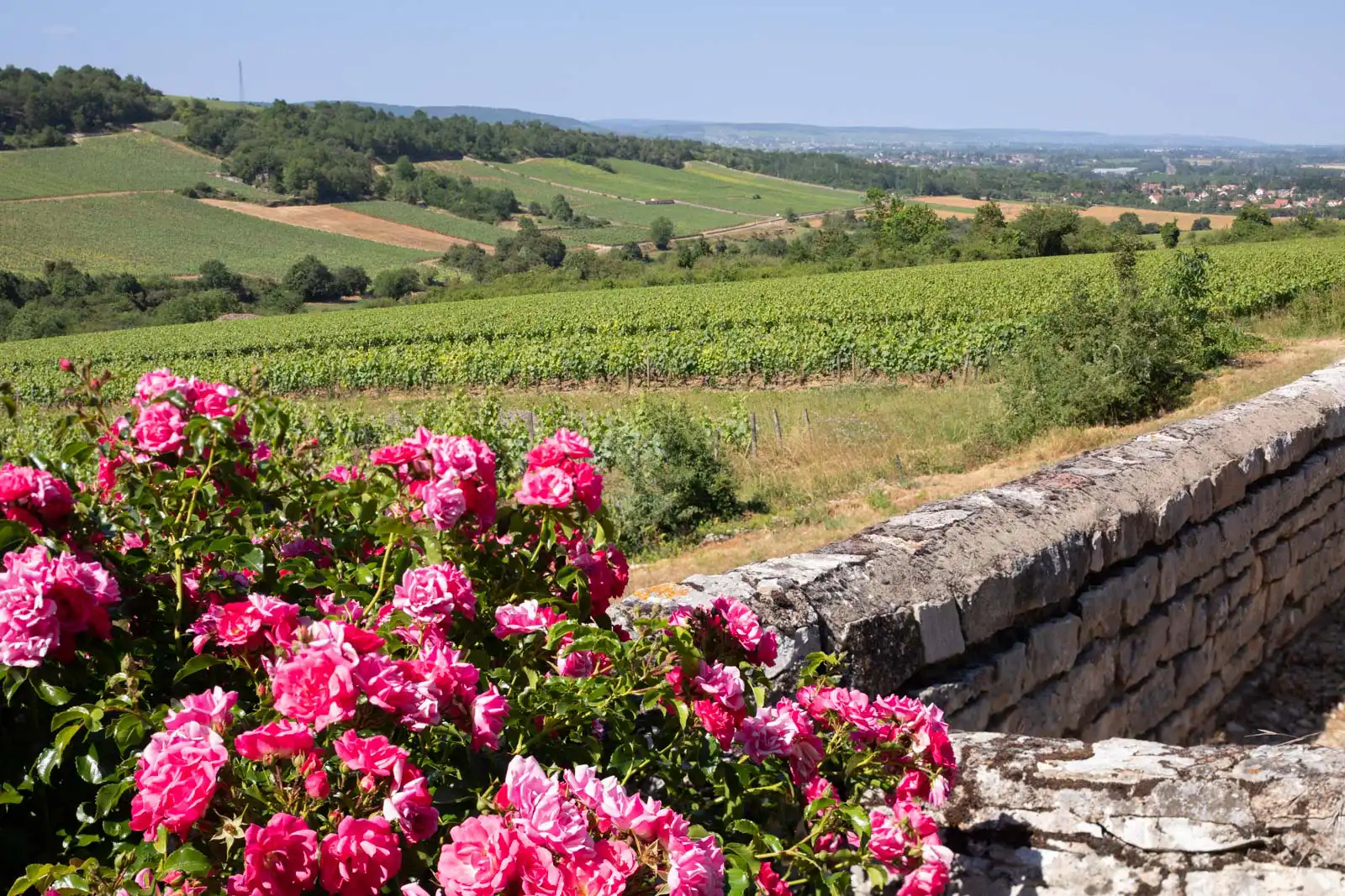 Pink flowers, a stone wall, and the vineyards of Bouzeron in the Côte Chalonnaise of Burgundy, France.