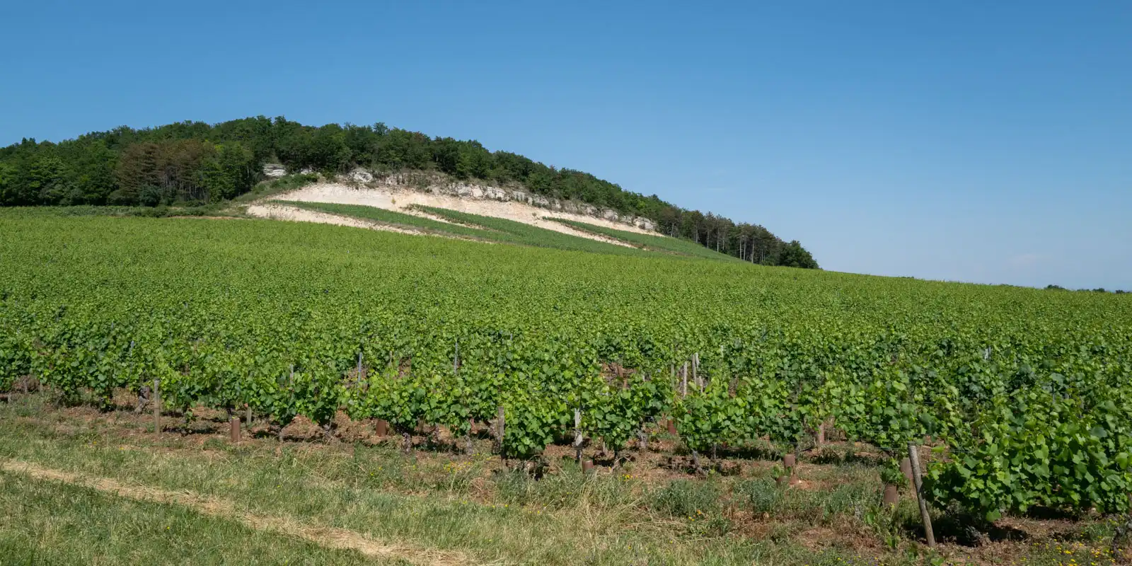 Limestone soil of Bouzeron AOC wine village in Burgundy, France.