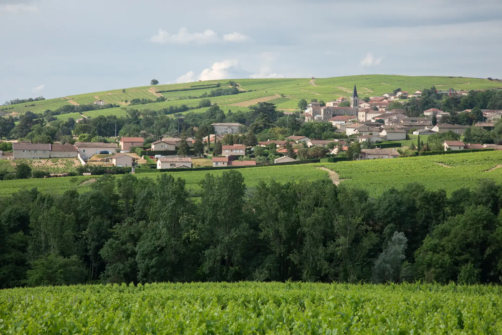 The Côte du Py above Villé-Morgon in Beaujolais wine region of France.