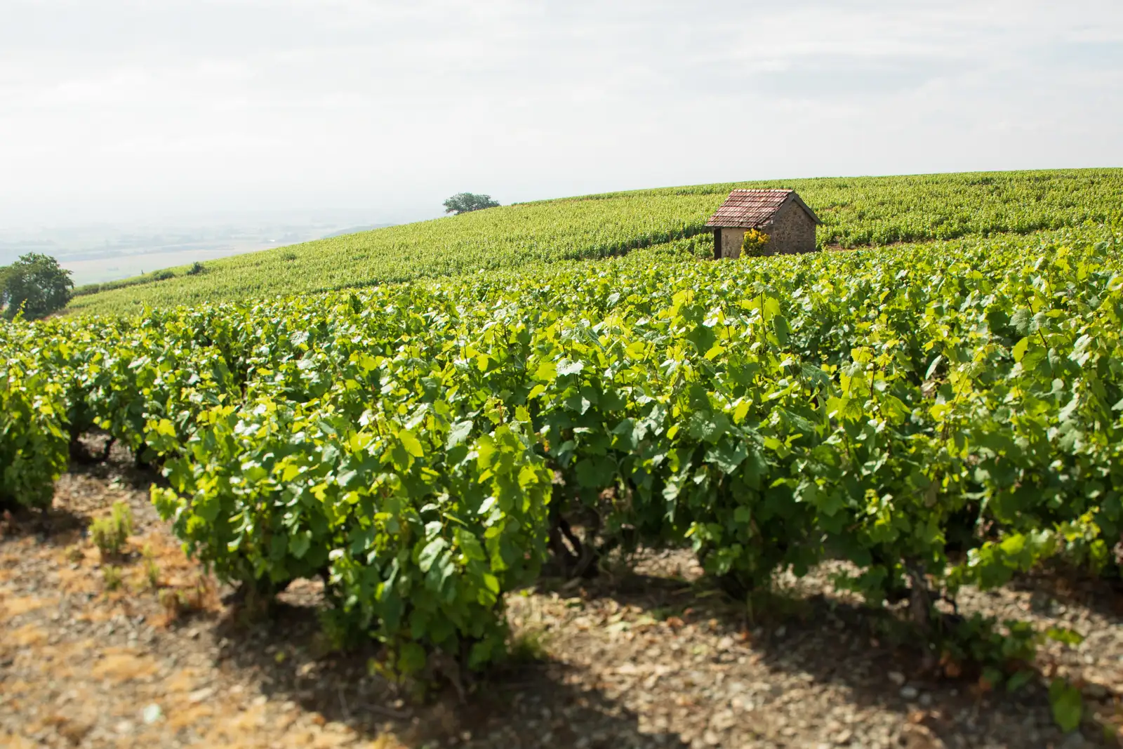 The vines of the Côte du Py in Beaujolais, France.