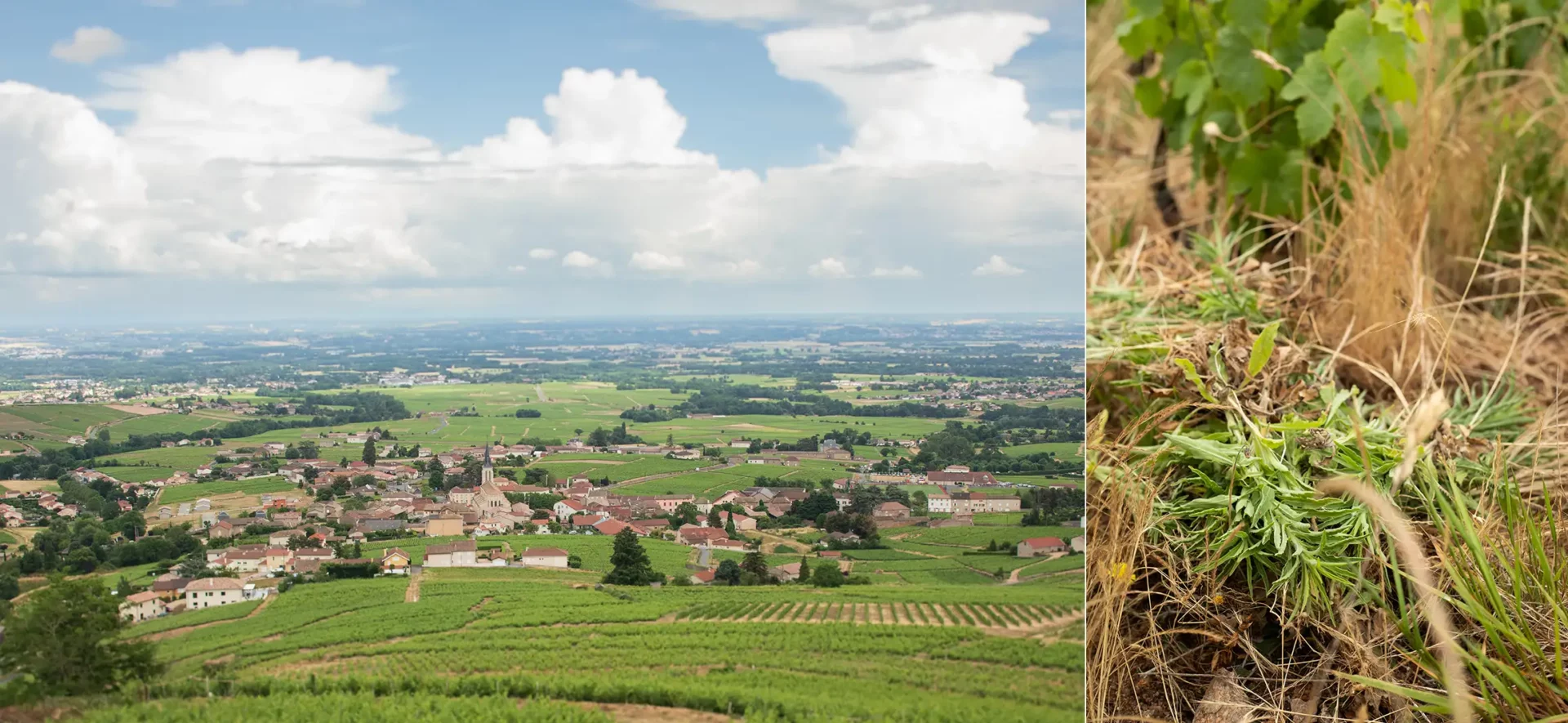 The view from atop La Madone hill, a vineyard over Fleurie in the Beaujolais Cru of eastern France.