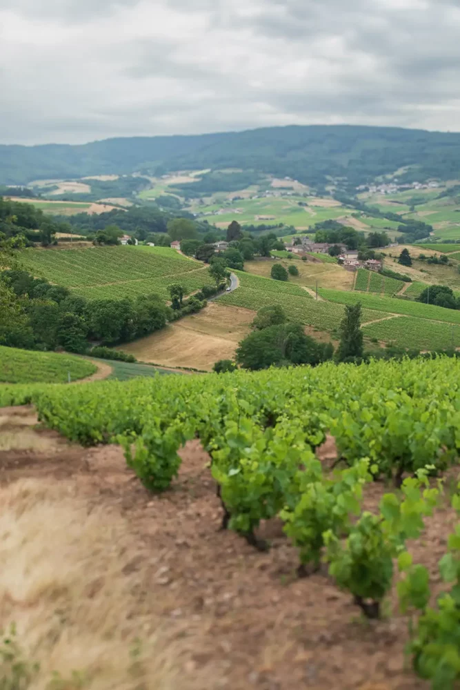 Les Labourons, Fleurie ... an enclave of vineyards and forest in Beaujolais, France.