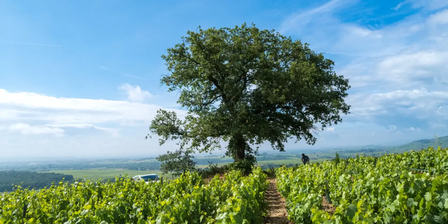 The iconic oak tree of the Côte du Py vineyard in Beaujolais Cru of Morgon.
