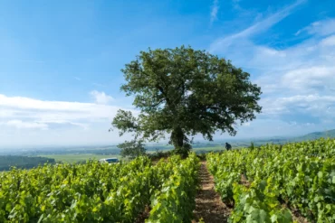 The iconic oak tree of the Côte du Py vineyard in Beaujolais Cru of Morgon.