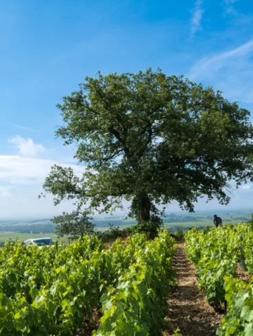 The iconic oak tree of the Côte du Py vineyard in Beaujolais Cru of Morgon.