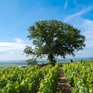 The iconic oak tree of the Côte du Py vineyard in Beaujolais Cru of Morgon.