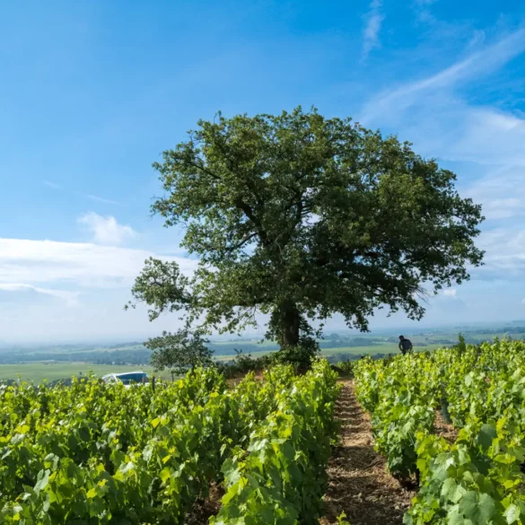 The iconic oak tree of the Côte du Py vineyard in Beaujolais Cru of Morgon.