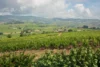 The view of Morgon and Fleurie from the top of the Côte du Py vineyard in Beaujolais, France.