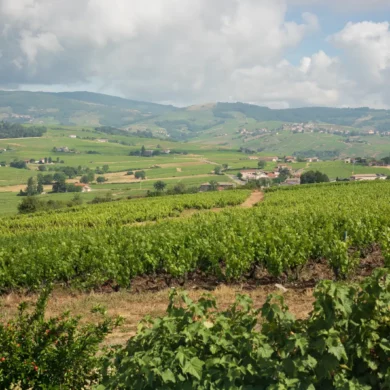 The view of Morgon and Fleurie from the top of the Côte du Py vineyard in Beaujolais, France.