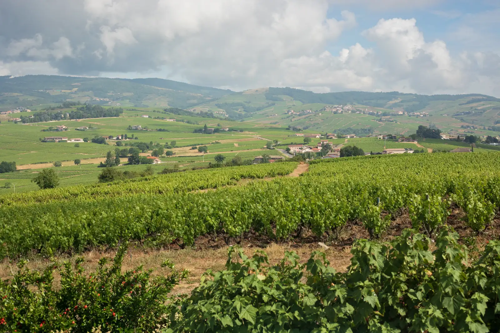 The view of Morgon and Fleurie from the top of the Côte du Py vineyard in Beaujolais, France.