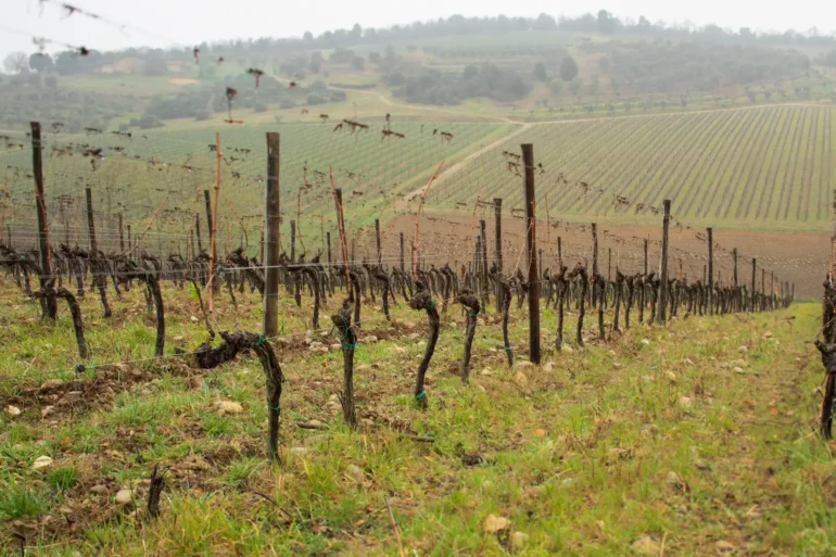 Vineyards in Castelnuovo Berardenga in Tuscany.