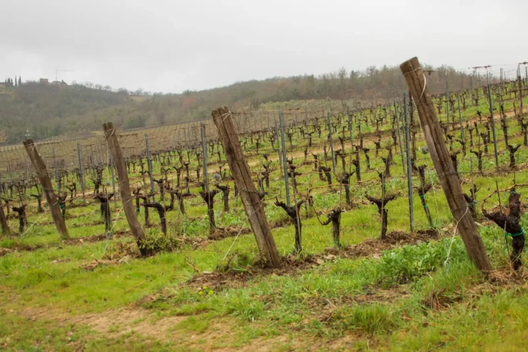 Hibernating vines in Radda in Chianti, Italy.