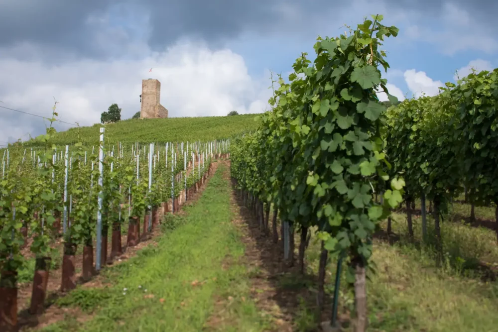 Alsace Grand Cru vineyard: Wineck-Schlossberg