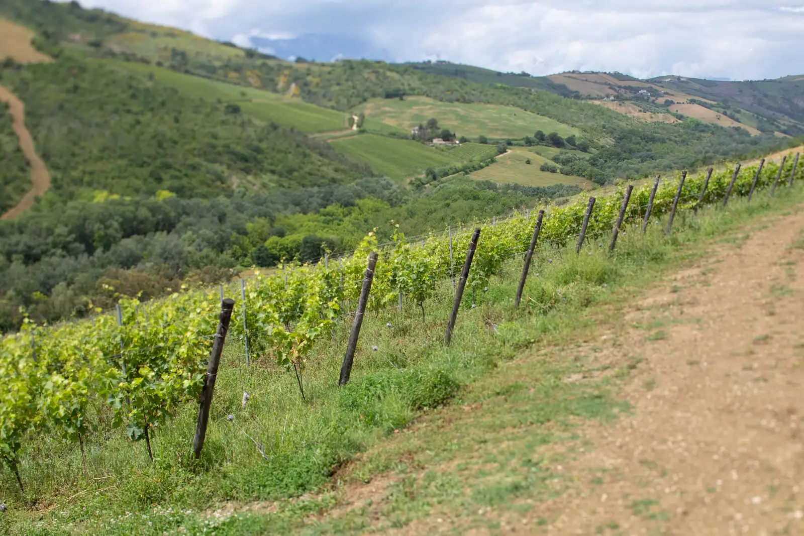 The vineyards of Francesco Cirelli, Abruzzo Italy.