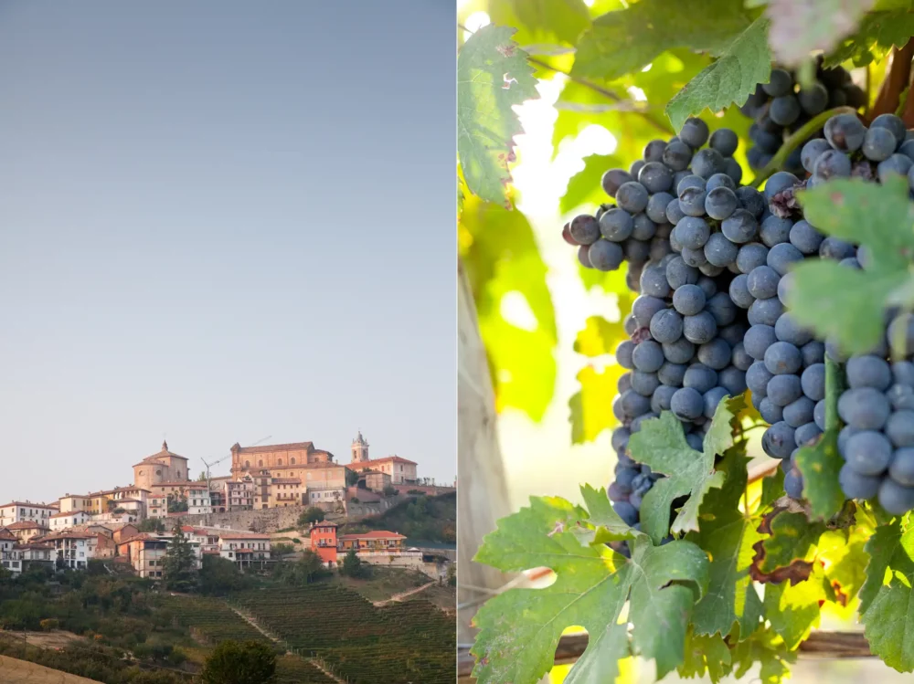 Two photos in a collage of La Morra, Italy and Nebbiolo grapes in a vineyard near Barolo