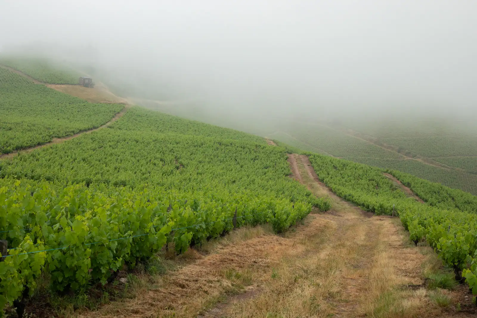 Fog settles on to La Tonne, a high-altitude lieu-dit in the commune of Fleurie