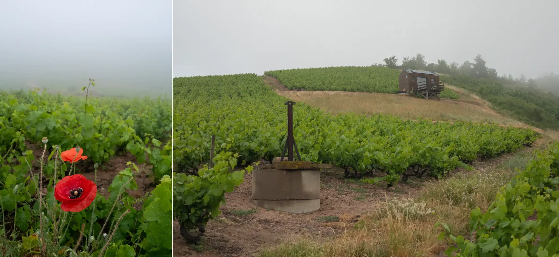 Poppies, a tiny well, and a well in La Tonne vineyard of Fleurie, Beaujolais, France