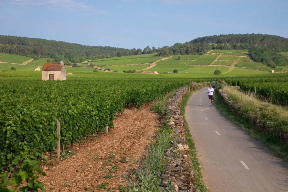 Bike path entering the vineyards of Beaune (Bourgogne), France.