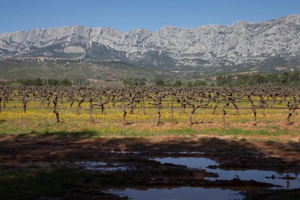 Vineyards of the Côtes de Provence with Mont Sainte-Victoire in the distance