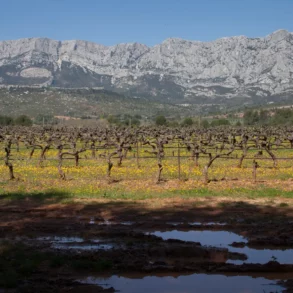 Vineyards of the Côtes de Provence with Mont Sainte-Victoire in the distance