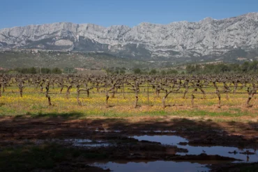 Vineyards of the Côtes de Provence with Mont Sainte-Victoire in the distance