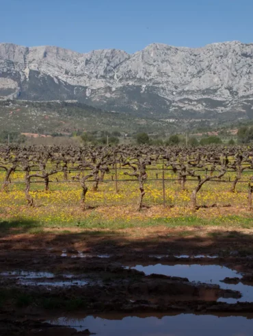 Vineyards of the Côtes de Provence with Mont Sainte-Victoire in the distance