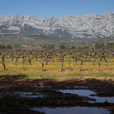 Vineyards of the Côtes de Provence with Mont Sainte-Victoire in the distance