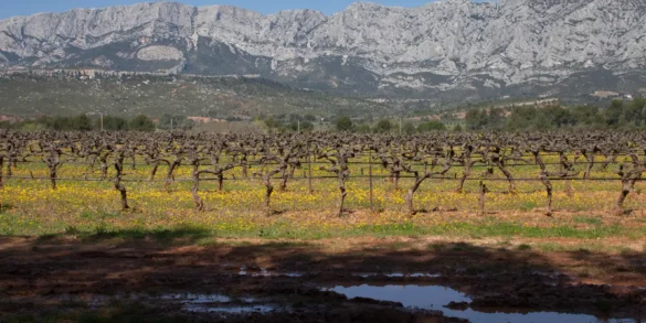 Vineyards of the Côtes de Provence with Mont Sainte-Victoire in the distance