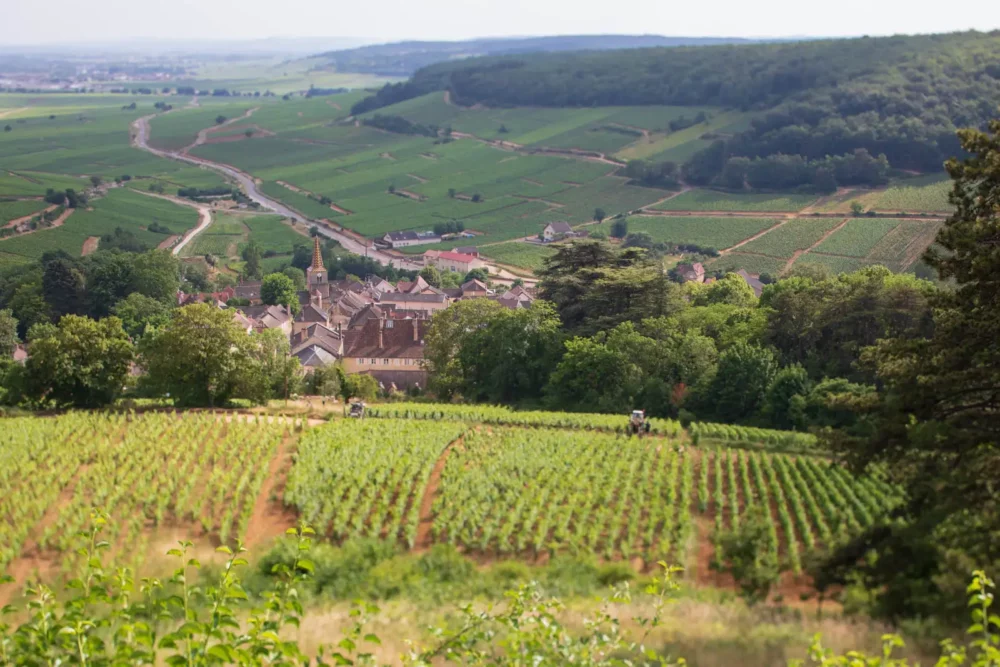 Looking out over the vines of Pernand-Vergelesses