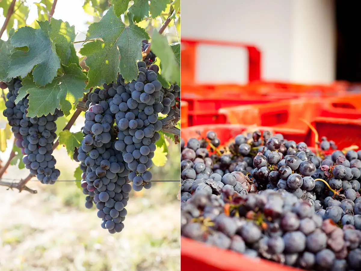 Nebbiolo grapes on the vine and after harvest in the DOCG Barolo of Italy