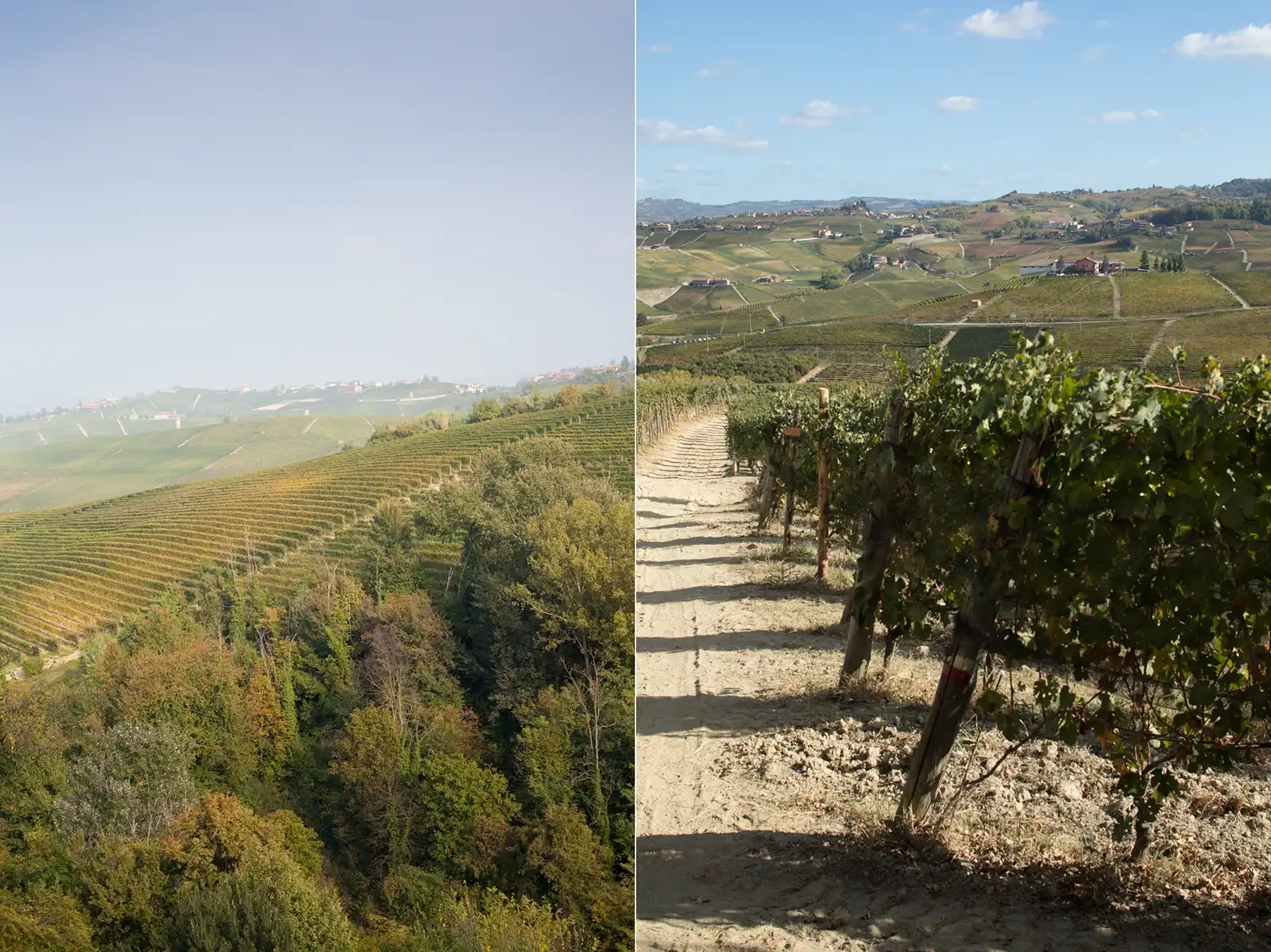 Side by side comparison of Barolo vineyards Cannubi and Cerequio