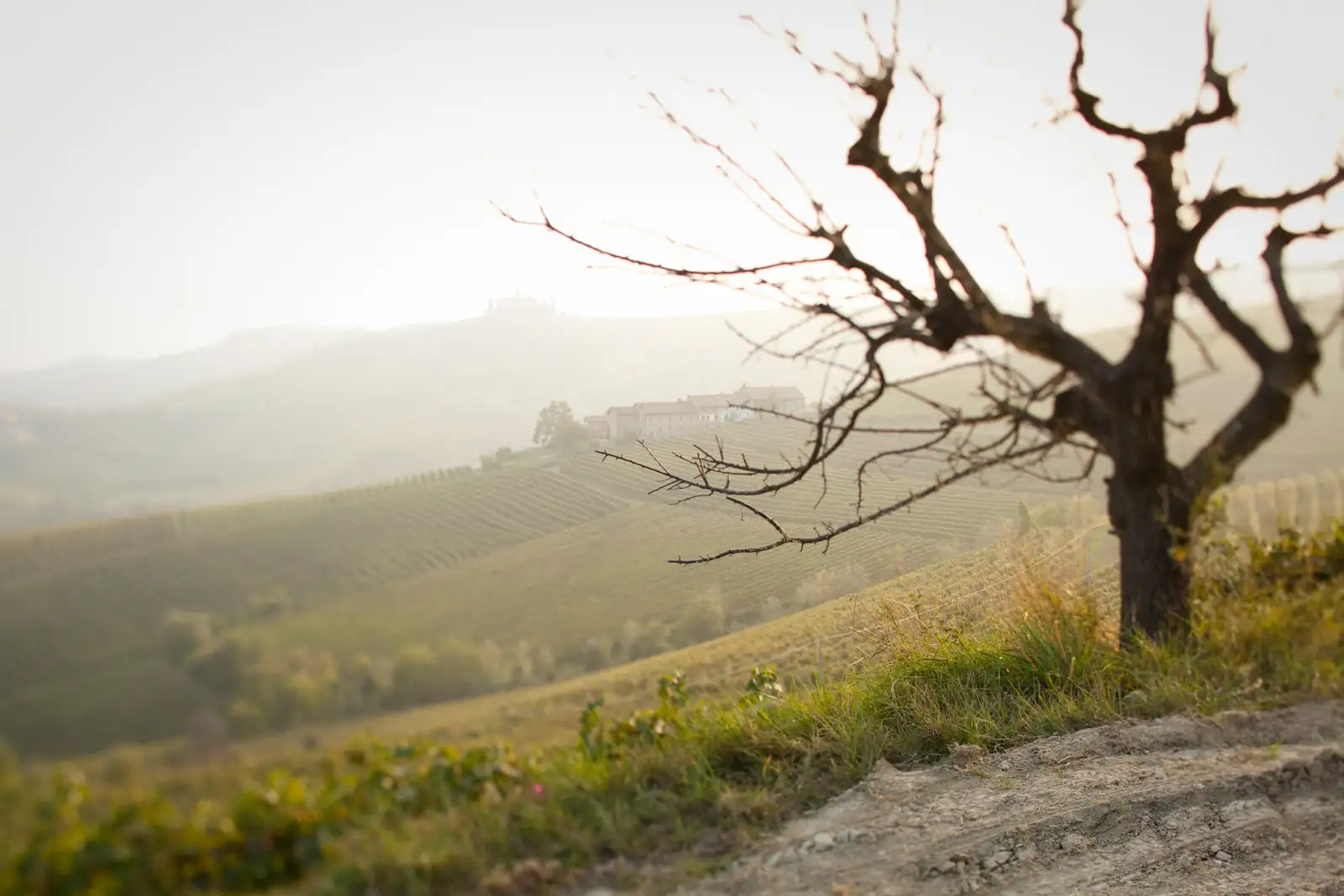 Tilt-shift photo of the Brunate cru vineyard in Barolo in 2012