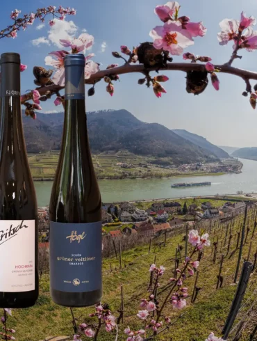 View of the Danube River and Wachau vineyards with three Grüner Veltliner wine bottles.