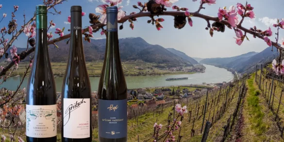 View of the Danube River and Wachau vineyards with three Grüner Veltliner wine bottles.