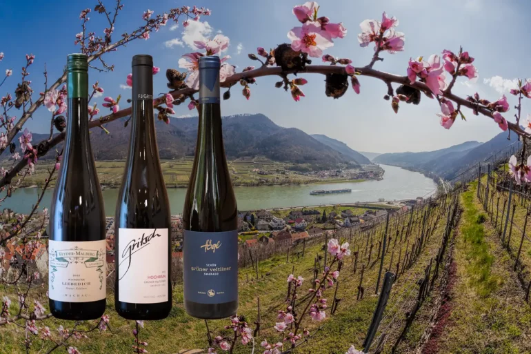 View of the Danube River and Wachau vineyards with three Grüner Veltliner wine bottles.