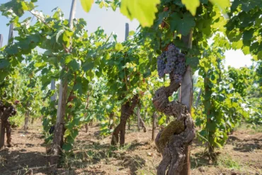 Nerello Mascalese grapes for Etna Rosso wine ripen on an old twisted vine. ©Kevin Day/Opening a Bottle