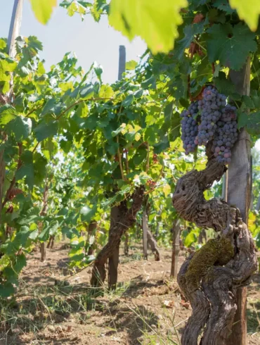 Nerello Mascalese grapes for Etna Rosso wine ripen on an old twisted vine. ©Kevin Day/Opening a Bottle