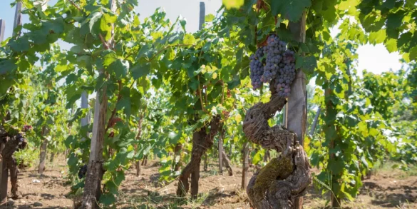 Nerello Mascalese grapes for Etna Rosso wine ripen on an old twisted vine. ©Kevin Day/Opening a Bottle