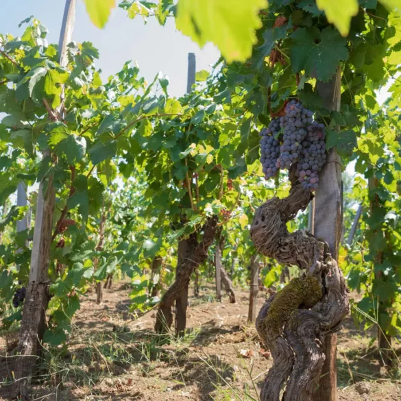 Nerello Mascalese grapes for Etna Rosso wine ripen on an old twisted vine. ©Kevin Day/Opening a Bottle