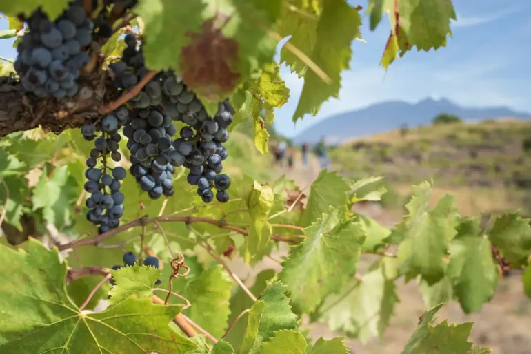 Old vine Nerello Mascalese grapes with the summit of Mount Etna in the distance.