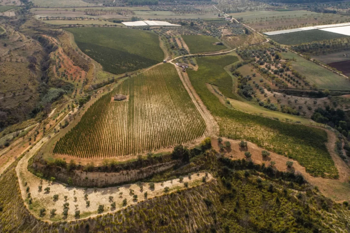 Vineyards of Gulfi in southern Sicily