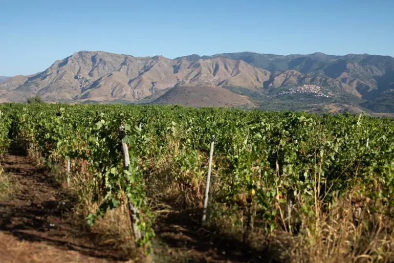 Vineyards on the North Slope of Mount Etna, Sicily.