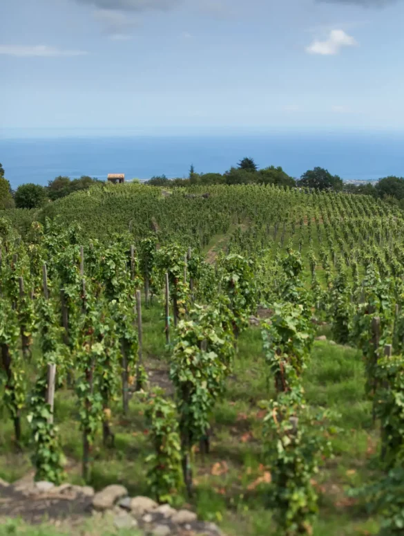 Benanti's Contrada Rinazzo vineyard in Milo yields the iconic Pietra Marina Etna Bianco Superiore.