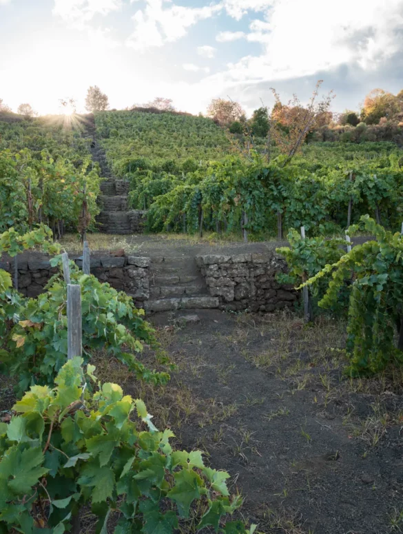 The steep staircase that leads through Biondi's carricante vines in the caldera of the Chianta vineyard. ©Kevin Day/Opening a Bottle