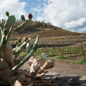 Benanti's vineyards on the southeast slope of Mount Etna