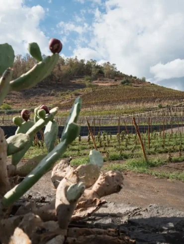Benanti's vineyards on the southeast slope of Mount Etna