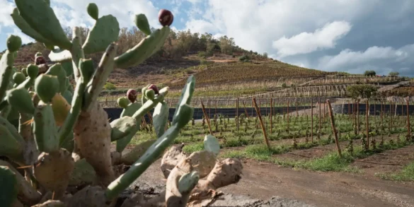 Benanti's vineyards on the southeast slope of Mount Etna