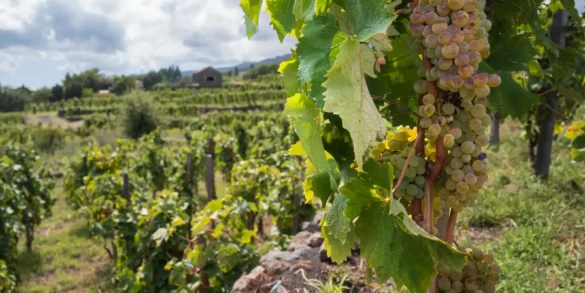White grape cluster in Benanti's Contrada Rinazzo vineyard